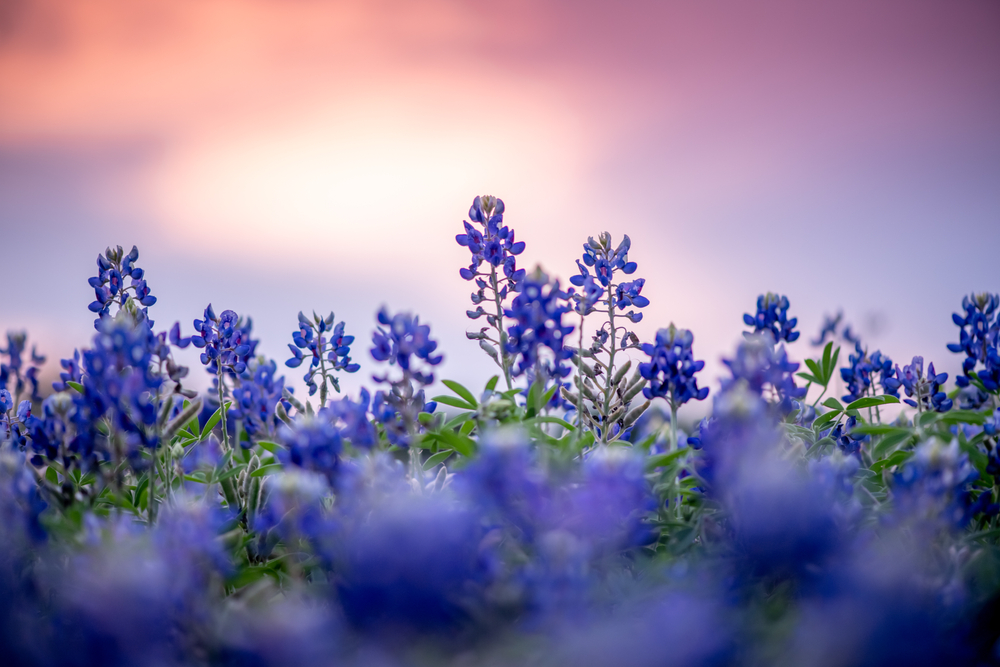 Low angle close-up of bluebonnets with a pink and purple sky in the background.
