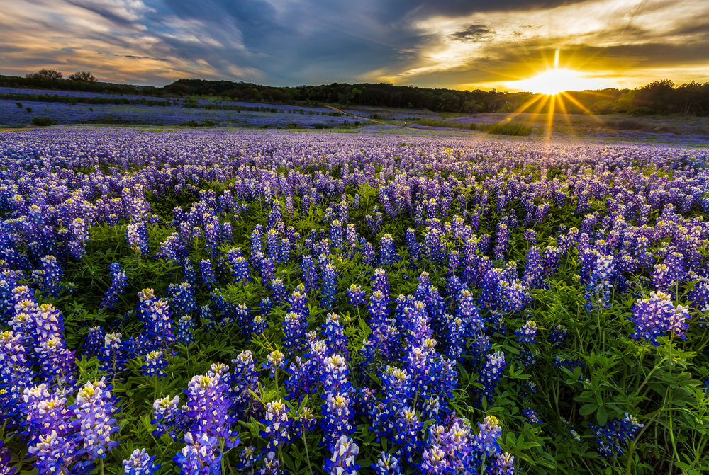 Large field of bluebonnets with the sun causing a lens flare in the background.