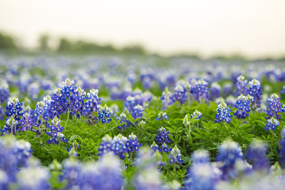 Close-up of a beautiful bluebonnet field.