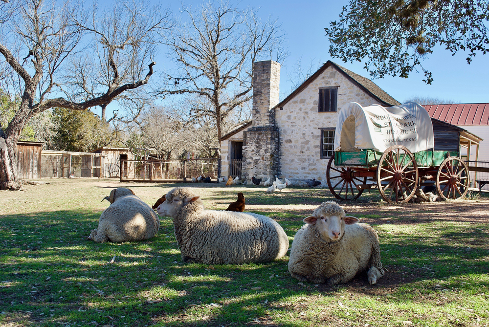 Sheep sit in front of LBJ ranch, which is a fun visit for date night in Austin! 