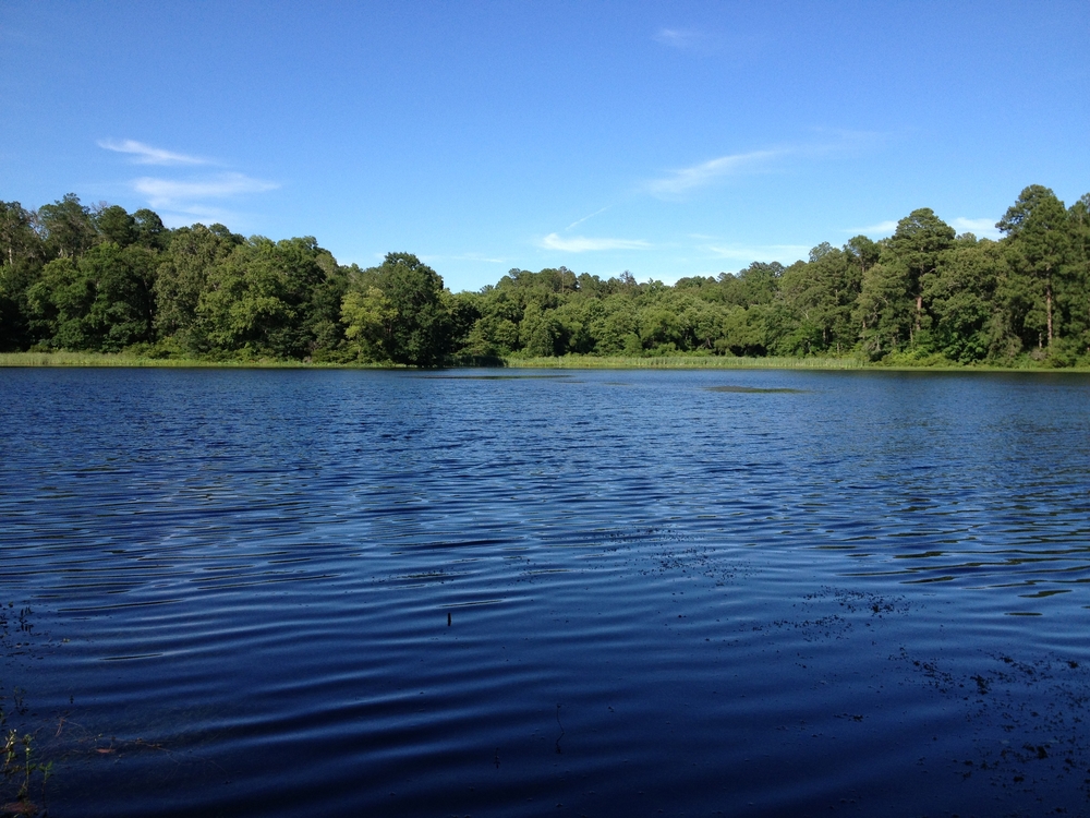 The green trees behind lake Palestine, which is one of those lakes in Dallas you must see, looks full and fresh compared to the deep blue water.