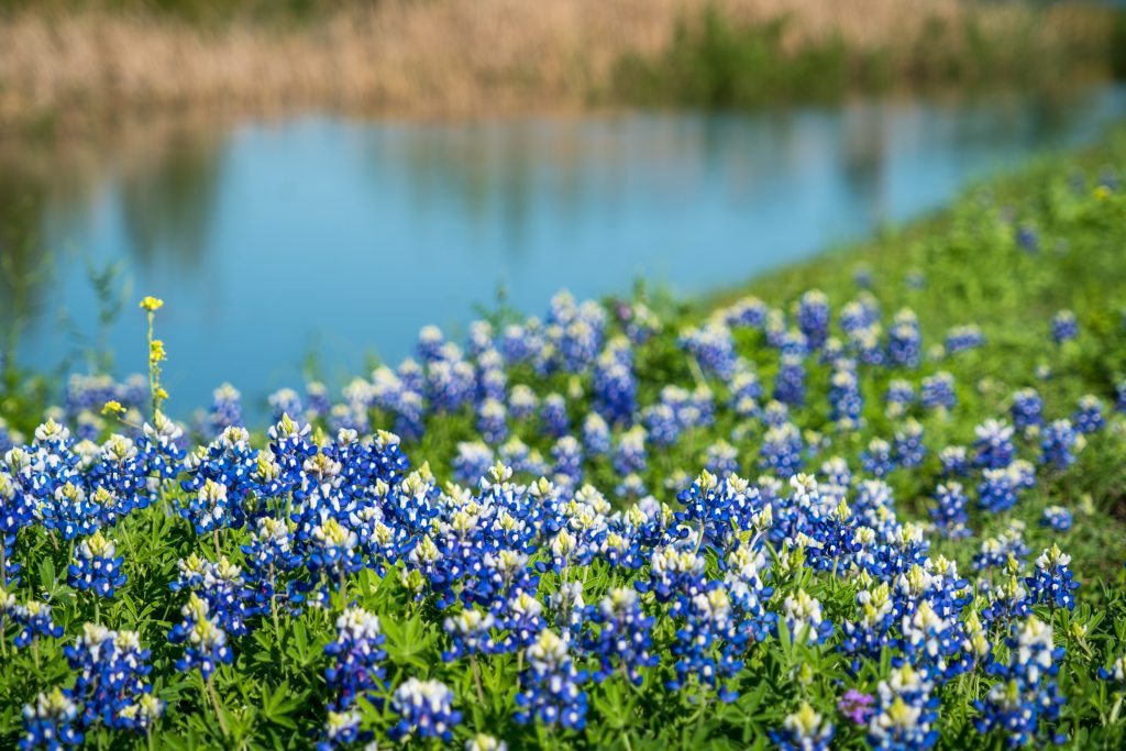 Bluebonnets with a river in the background.