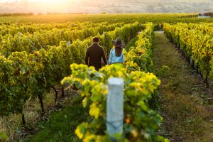 15 Beautiful Vineyards And Wineries In Texas You Must Visit! - Texas ...