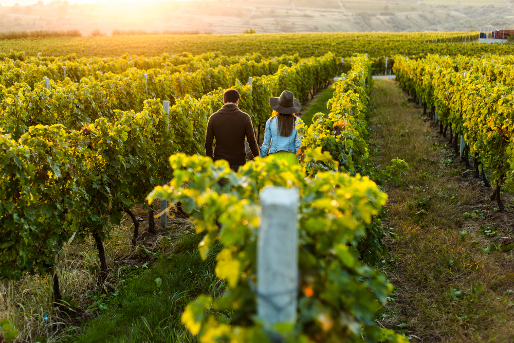 Another couple strolls through the lanes between the vines at one of the wineries at Texas.