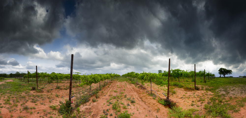 Dark storm clouds gather over one of the wineries at Texas. This one has smaller vines, and more clay-like dirt that is red in color.