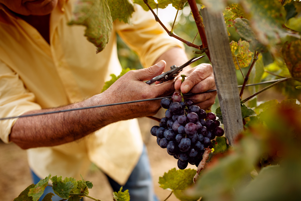 A worker snips grapes off the vine at one of the wineries in Texas.