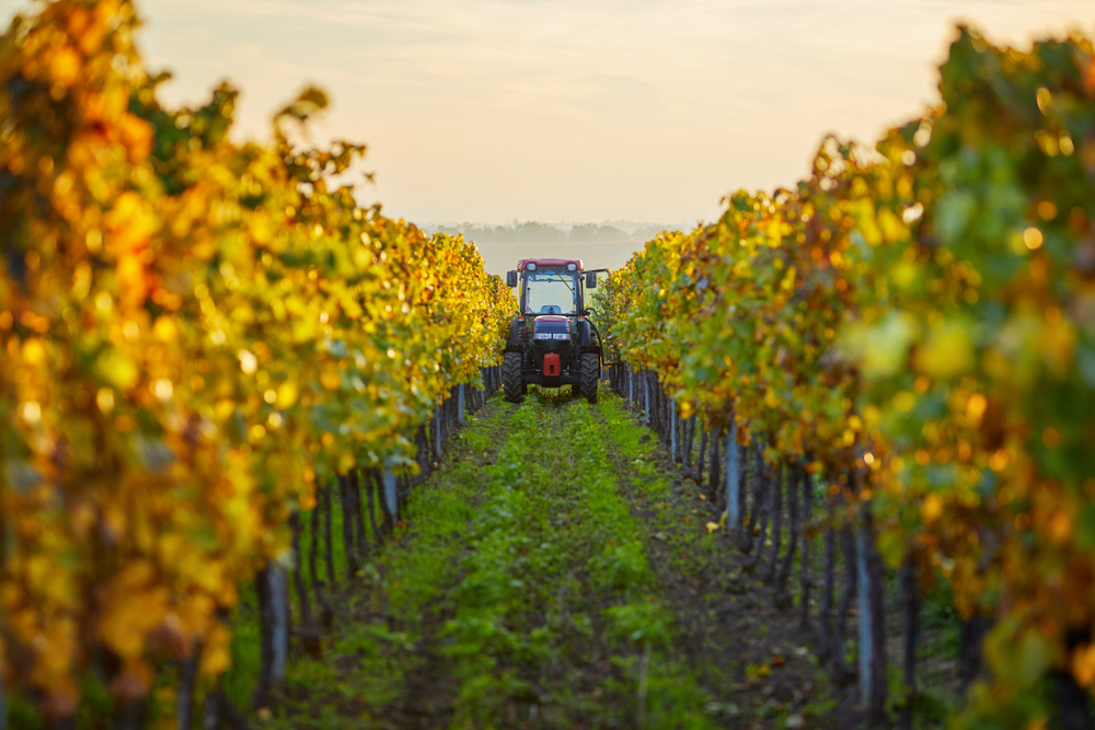 A tractor makes its way down between the rows of vines at one of the wineries in Texas during the golden hour.