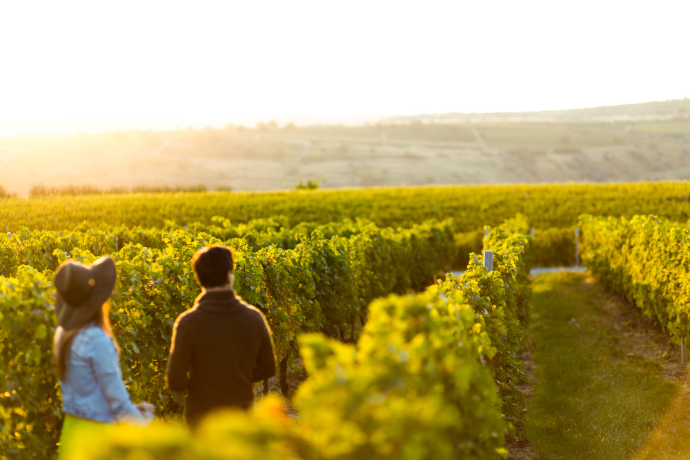 A couple overlooks the rolling hills at one of the wineries in Texas, immersing themselves in the golden hour while touring between the vines.