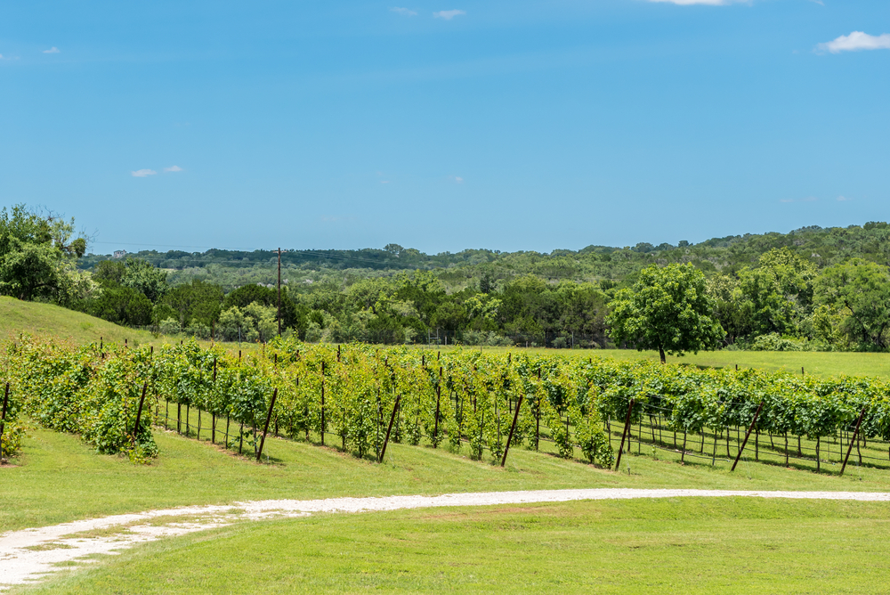 The hills that often feature the wineries in Texas are green and rolling, with lots of vineyards, of course! 