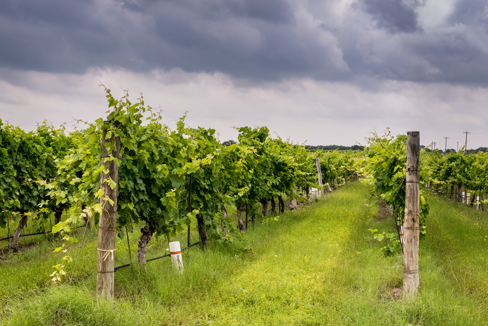 The spaces between the vineyards at the wineries in Texas should give enough room for growth and the tours that walk through these lanes.