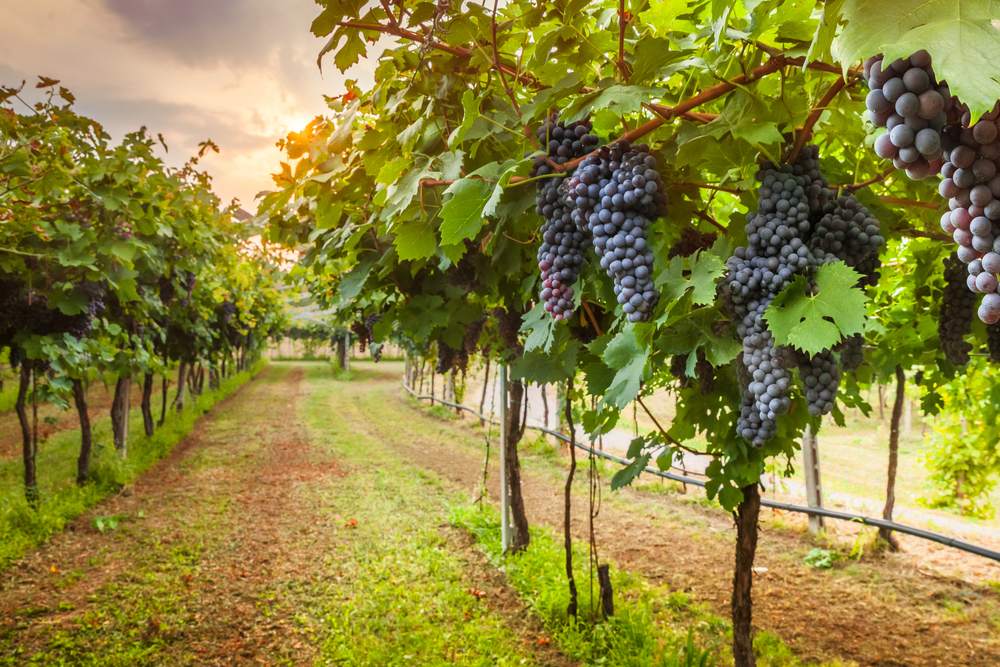 A zoomed in version of some of the vines at one of the wineries in Texas shows big, purple and blue grapes. 