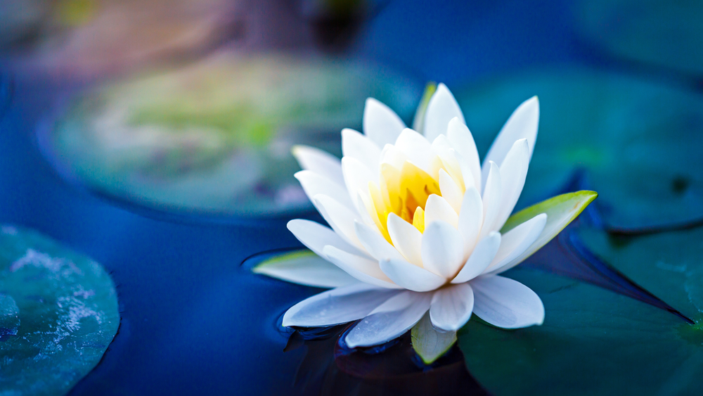 Photo of a waterlily. International Waterlily Collection is one of the best free things to do in San Angelo. 