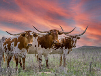 Photo of San Angelo Longhorns, one of the best things to do in San Angelo.