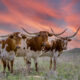 Photo of San Angelo Longhorns, one of the best things to do in San Angelo.