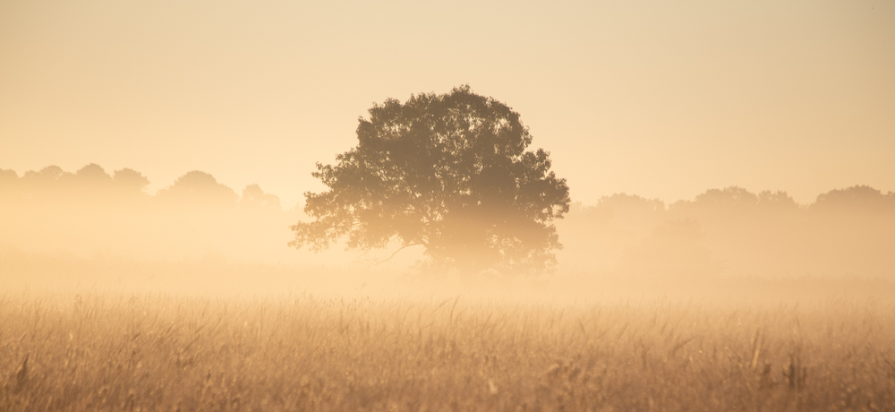 Photo of a lone tree at the Armand Bayou Nature Center.