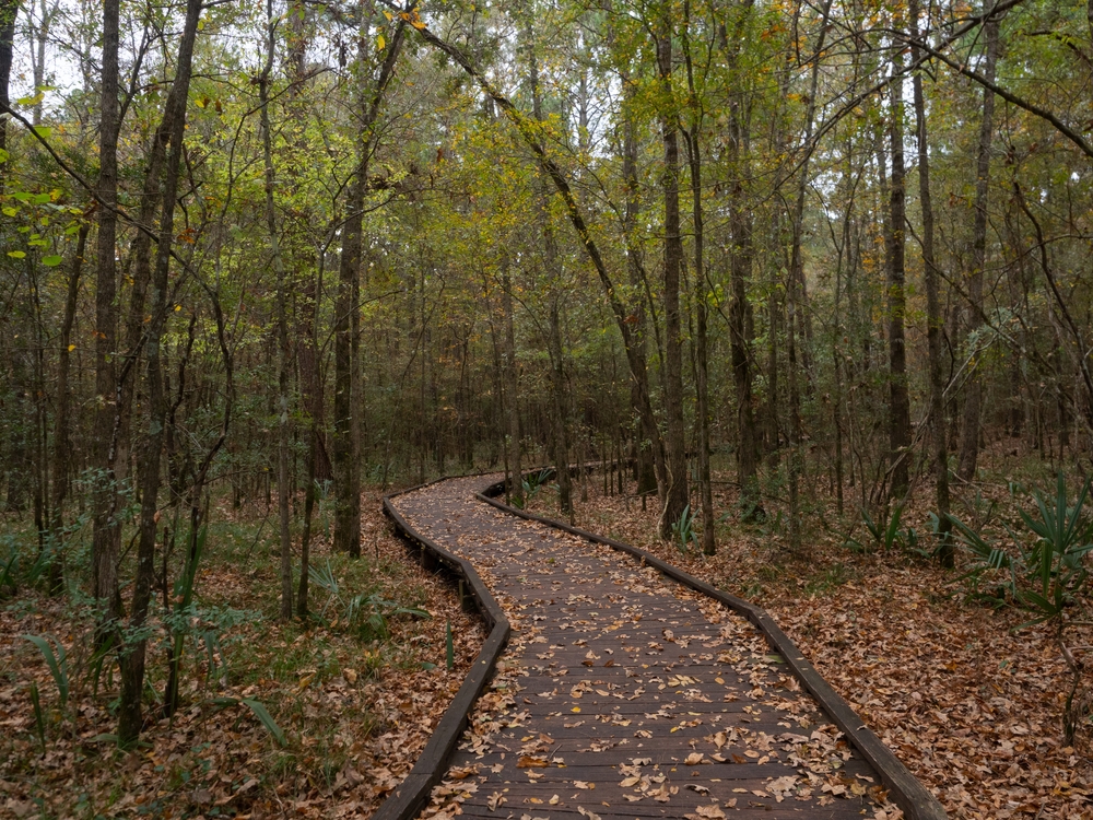 Photo of one of the boardwalk trails surrounded by trees at Lake Livingston State Park. 