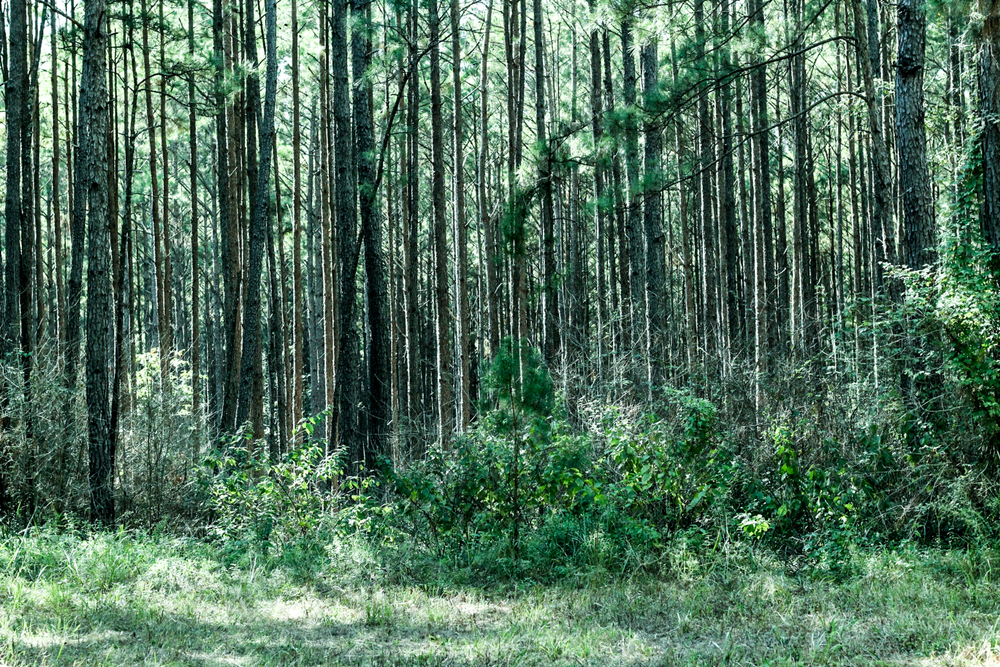 Photo of the beautiful green forest of Sam Houston National Forest. 
