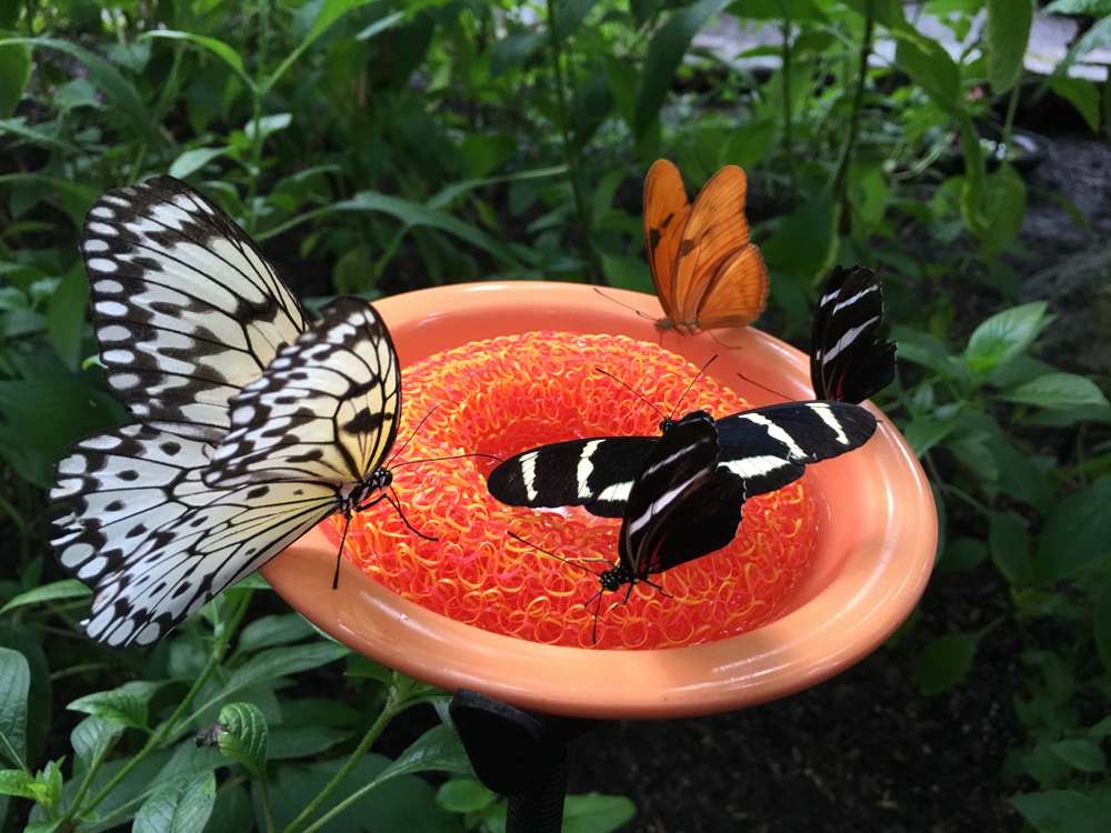 A group of different colored butterflies sitting on an orange water sponge surrounded by lush greenery