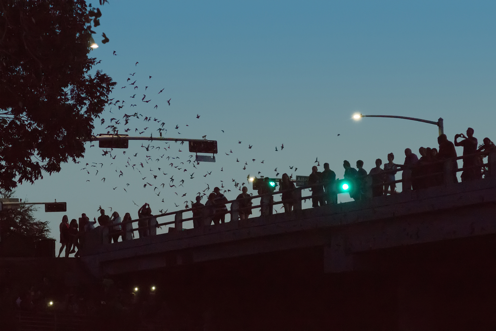 A group of people standing on a bridge at twilight while bats fly into the sky